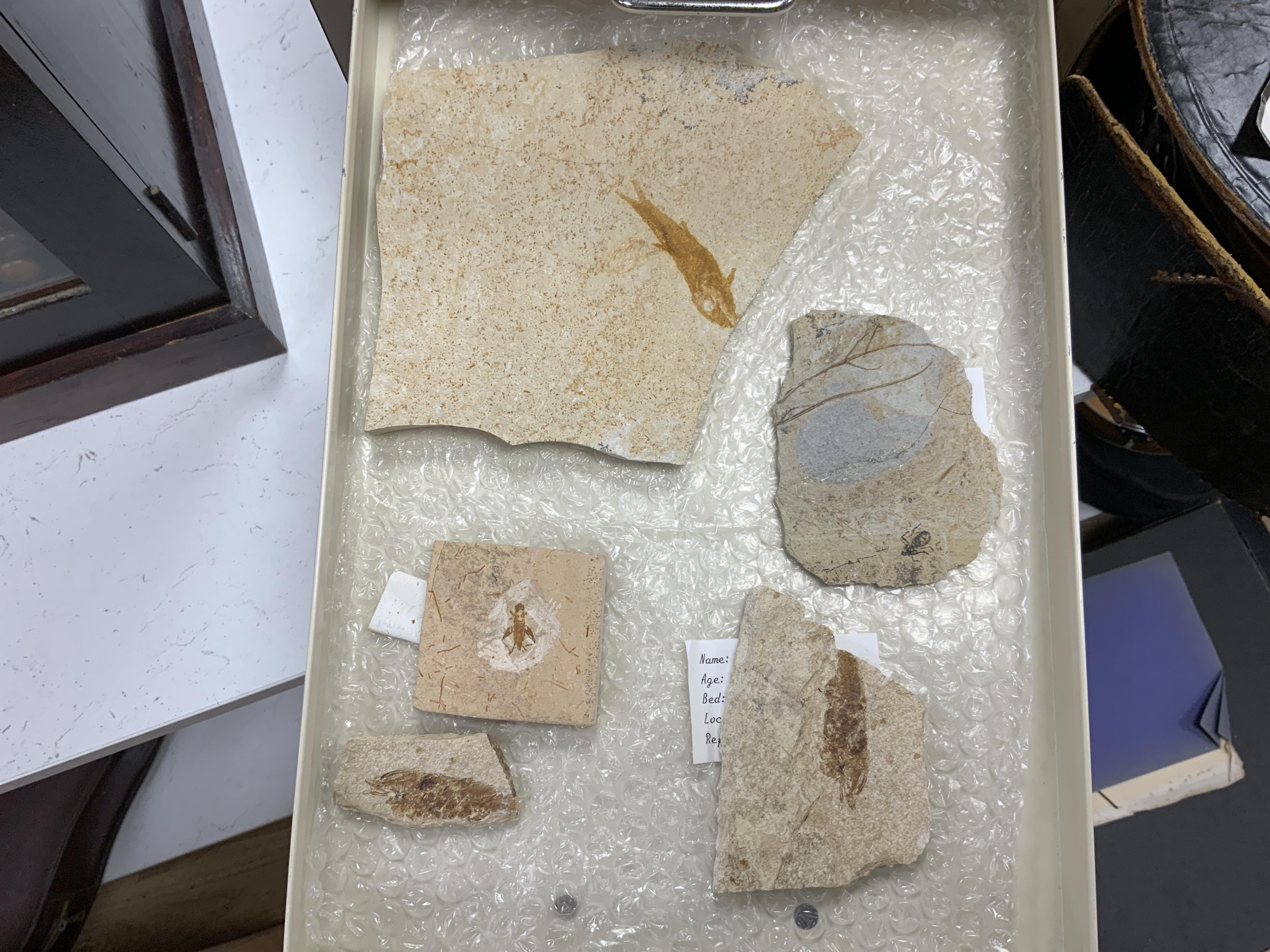 Fossil fish interest; a Bisley eight drawer cabinet containing a collection of seventeen fossil fish on matrix including Knightia from the Green River Formation Wyoming, together with fossilised vertebrae, fossil insects